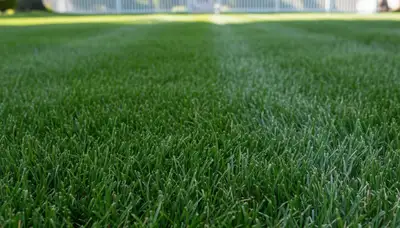 Close-up of freshly mowed green lawn showing precise grass blade cuts by landscapers in Staten Island, NY